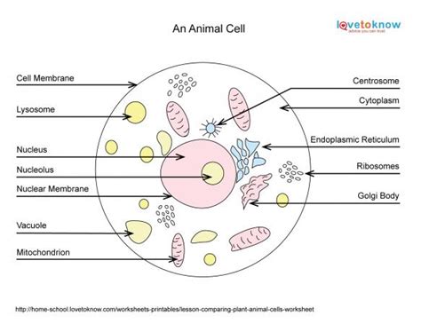 Basics of Animal Cell Biology | LoveToKnow