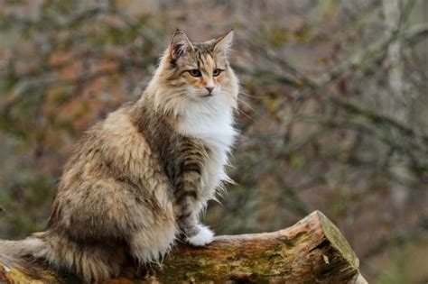 60 Norwegian Forest Cat Colors & Patterns (with Pictures) - Catster