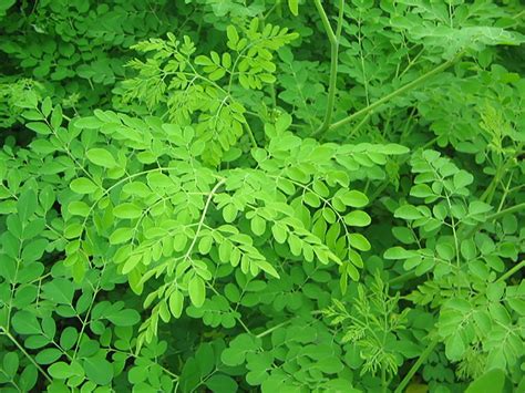 DISCOVER: MORINGA OLEIFERA - Loving Islands