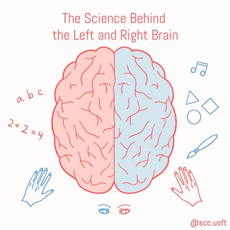 The Science Behind the Left and Right Brain – Science Communication Club