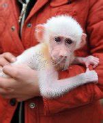 All Albino Animals: Albino Baboon | White Baboon.