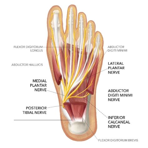 Lateral Plantar Nerve Entrapment Symptoms, Causes Treatment | vlr.eng.br