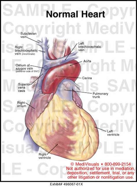 Medivisuals Normal Heart Medical Illustration