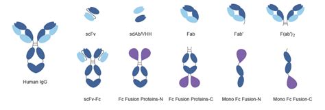 Recombinant antibodies – Science of Healthy