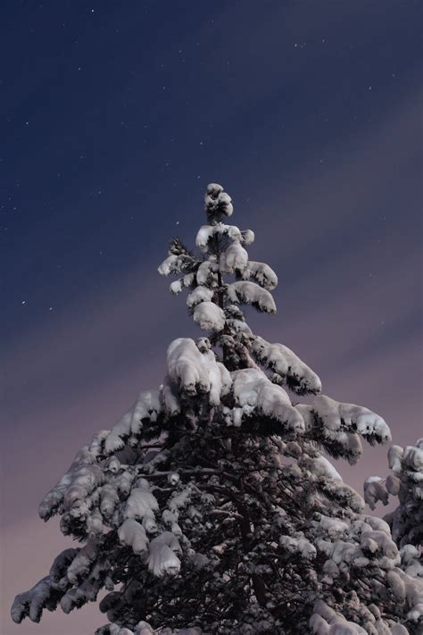 Snow Covered Tree During Night Time · Free Stock Photo