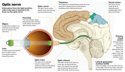 Science of vision: How do our eyes enable us to see? | How It Works ...