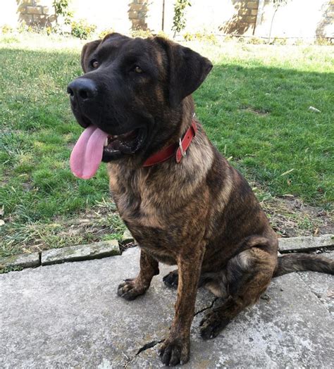 Cane Corso German Shepherd Mix: This Dog Will Fascinate You