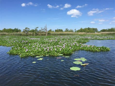 Louisiana Wetlands: Recognizing a National Treasure