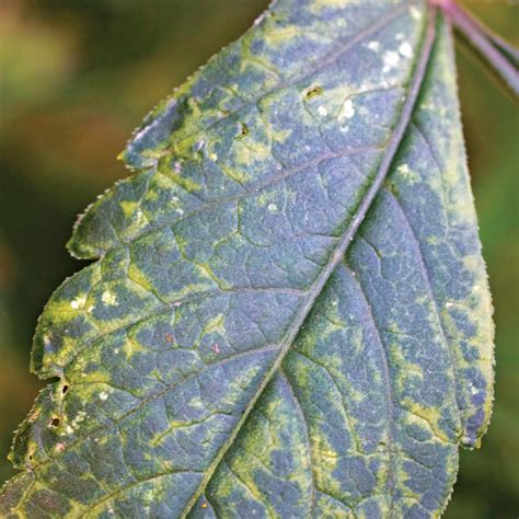 Pests and Diseases to Watch Out for in Dahlias - Fine Gardening