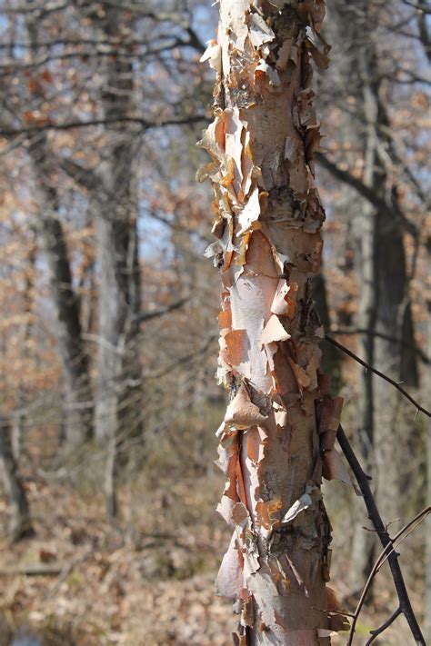 River Birch Tree Facts - Growing River Birch Trees In The Landscape ...