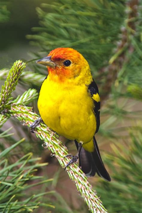 Male Western Tanager | Western tanager, Beautiful birds, Pet birds