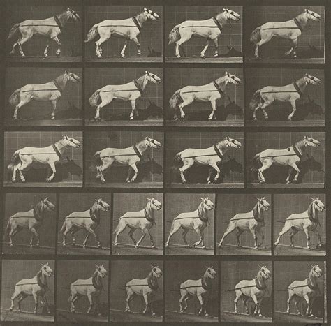 Animal Locomotion Photograph by Eadweard J Muybridge