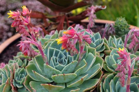 Echeveria Succulents: Care & Growing Guide | Plantly