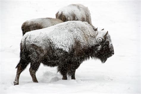 Bison In A Snow Storm by Mark Newman