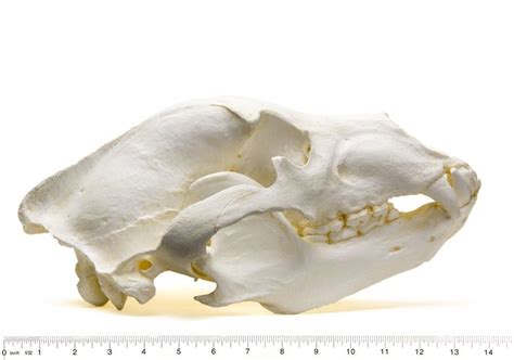 Grizzly Bear Skull Replica