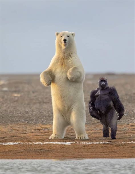 Grizzly Bear Fighting A Gorilla