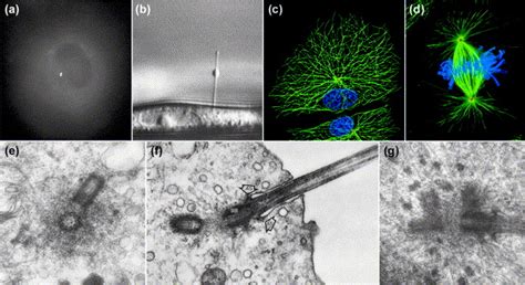 The centrosome in vertebrates: more than a microtubule-organizing center: Trends in Cell Biology