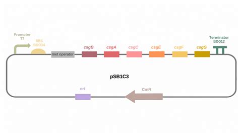 Experiments | GEMS-Taiwan - iGEM 2023