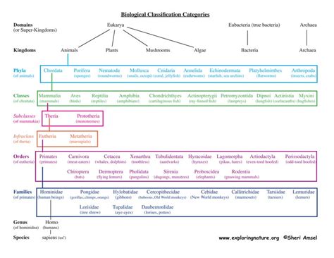 About Classification - How it Works