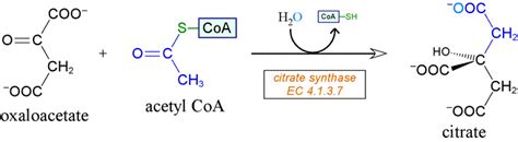 Krebs Cycle: Where does the extra oxygen come from in the oxaloacetase+Acetyl CoA-->Citrate step ...