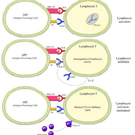 Mechanism of action of ipilimumab, used in melanoma immunotherapy ...