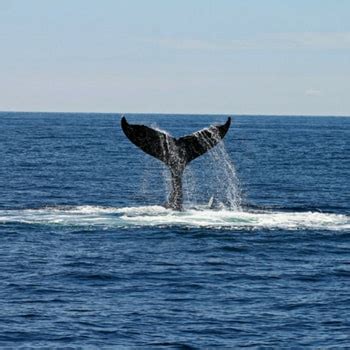 Ensenada Sportfishing & Whale Watching | Todos Santos Adventures