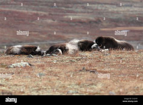 Musk ox herd Norway Dovre Stock Photo - Alamy