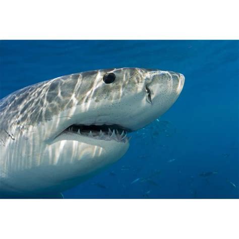 Great White Shark Poster Print - 38 x 24 in. - Large - Walmart.com