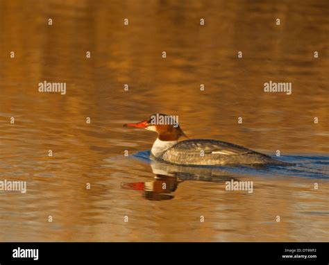 Common Merganser Female Stock Photo - Alamy