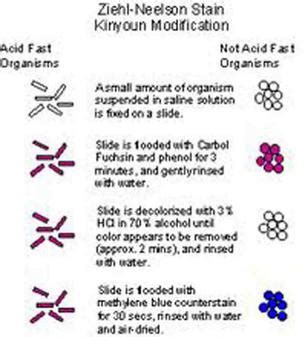 Acid-fast Ziehl Neelsen Bacteria Stain Reaction - Page 3