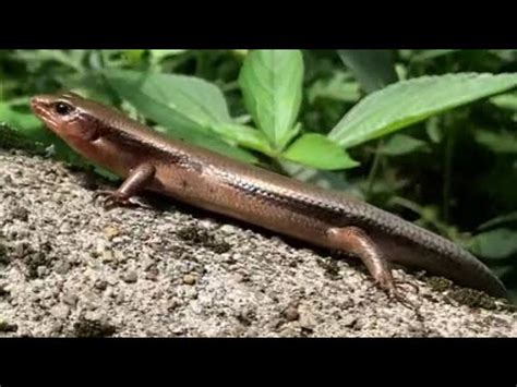 【激写】トカゲが速すぎるからスローモーションだ Lizards in slow motion - YouTube