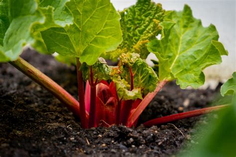 ¿Qué son los cultivos herbáceos y cómo se clasifican?