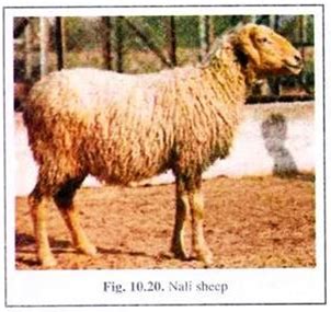 List of 35 Popular Indian Breeds of Sheep