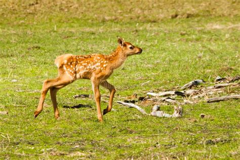 Baby Elk stock image. Image of alone, young, baby, green - 25281115