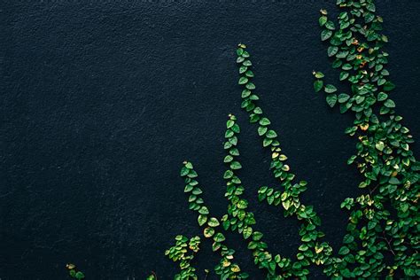 Green Leaf Vines on Black Painted Wall 4K wallpaper | Green pictures ...