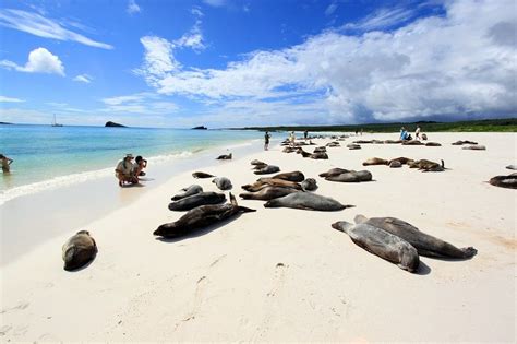 What are the Galapagos islands famous for? Amazing Wildlife