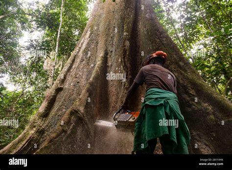 Sustainable deforestation in the equatorial rainforest, Cameroon, Africa Stock Photo - Alamy