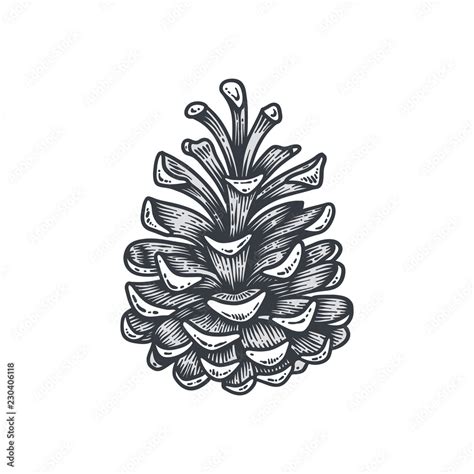 Hand drawn pine cone, engraved vector illustration isolated on white background Stock Vector ...