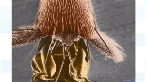 Cambridge scientists getting to grips with what makes stick insects ...