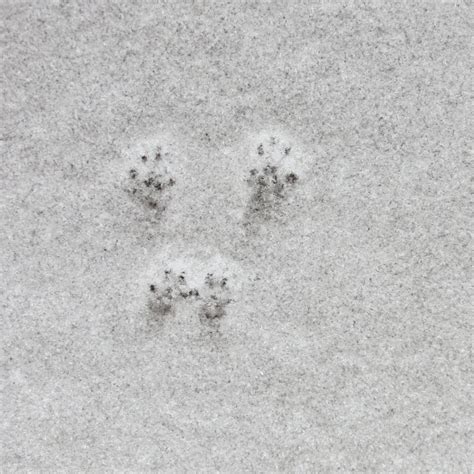 Skunk Footprints In Snow