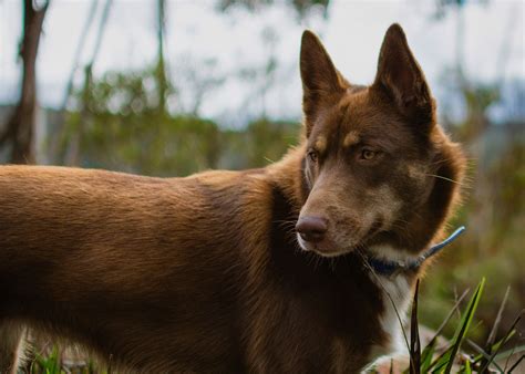 Meet Zali, an Australian Red Kelpie, only 15 months old, sporting her ...