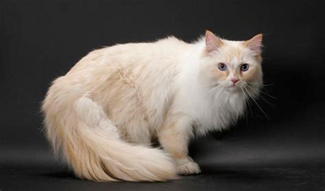 Ragamuffin Cat Info, Personality, Kittens, Pictures