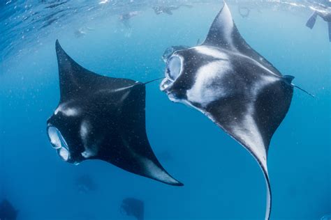 Baa Atoll: The Largest Manta Ray Aggregation in the World