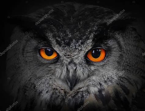 The evil eyes. ( Eagle Owl, Bubo bubo). — Stock Photo © vladvitek #34677127