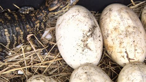 Alligator eggs begin to hatch in UNF climate change study