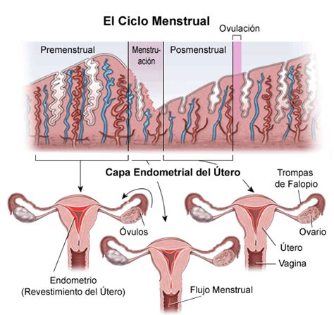 Menstrual Cycle: An Overview - Stanford Medicine Children's Health