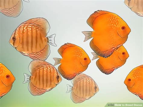 How to Breed Discus (with Pictures) - wikiHow