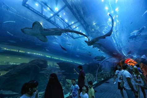 Dubai Mall Aquarium scuba dive | Daniel Gillaspia | Flickr