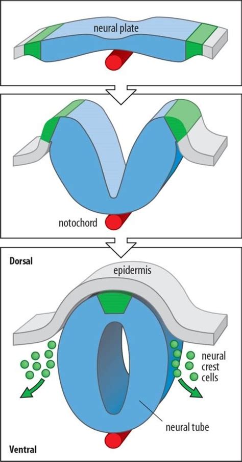 Formation of the neural tube and neural crest cells (NCC) during early... | Download Scientific ...