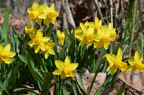 Daffodils from the garden